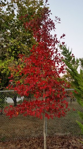 Park «Evelyn M. Schiffler Memorial Park», reviews and photos, SW Erickson Ave, Beaverton, OR 97005, USA