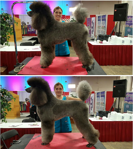 Pet Store «Pawsh Dog Boutique», reviews and photos, 31 Gloucester St, Boston, MA 02115, USA