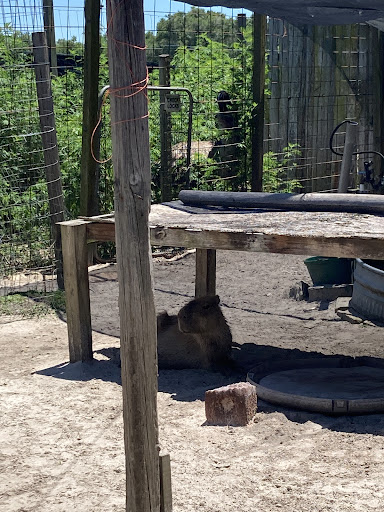 Zoo «Florida International Teaching Zoo», reviews and photos, 7725 FL-48, Bushnell, FL 33513, USA