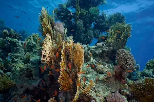 Blue Hole Accademy Diving School image