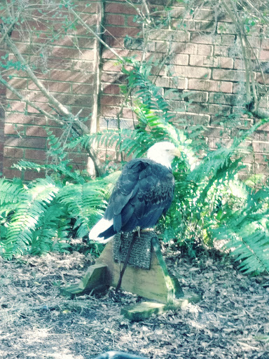 Zoo «Audubon Center for Birds of Prey», reviews and photos, 1101 Audubon Way, Maitland, FL 32751, USA