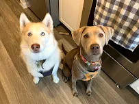 Shaggy Tails Pet Care - Car repair in , Greensboro - Rated 5.0/5