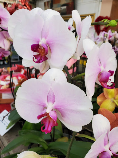 Garden Center «Repetto Florist and Nursery», reviews and photos, 12331 San Mateo Rd, Half Moon Bay, CA 94019, USA