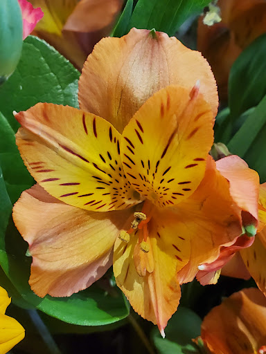 Grocery Store «Safeway», reviews and photos, 500 Cleveland Ave SE, Tumwater, WA 98501, USA