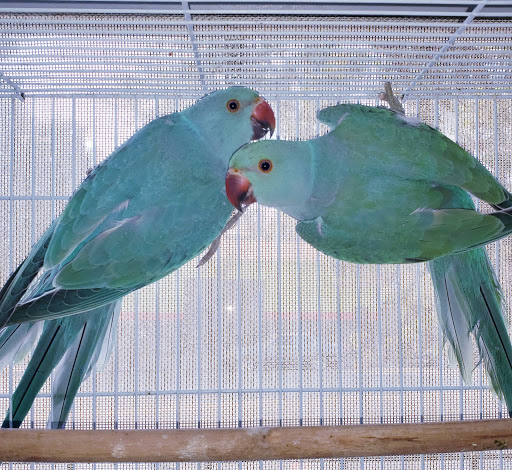 Pet Store «Louis Birds Pets & Supplies», reviews and photos, 80 Keyes St, San Jose, CA 95122, USA