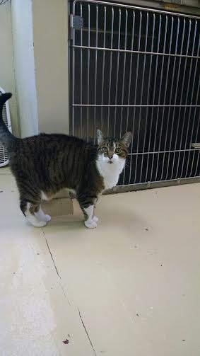 Animal Hospital «Lifetime Pet Center- Williamsburg», reviews and photos, 3070 Old State Rte 32, Batavia, OH 45103, USA