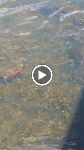 Public Golf Course «Newport News Golf Club at Deer Run», reviews and photos, 901 Clubhouse Way, Newport News, VA 23608, USA