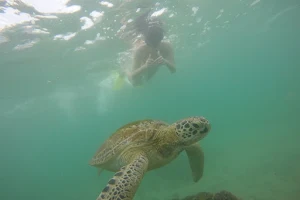 Mirissa Snorkeling & Fishing Tours image