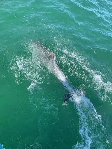 Comentários e avaliações sobre o Dolphin Bay Golfinhos em Setúbal