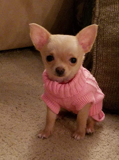 Pet Store «Alley Cat Pet Center», reviews and photos, 8700 NE Vancouver Mall Dr, Vancouver, WA 98662, USA