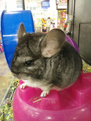 Pet Supply Store «PetSmart», reviews and photos, 745 W Huntington Dr, Monrovia, CA 91016, USA