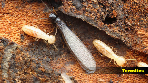 Braman Termite & Pest Elimination