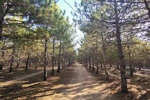 METU Forest image