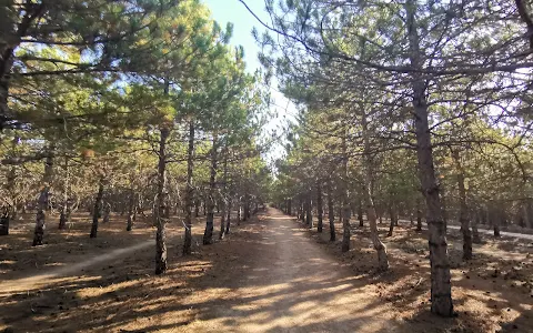 METU Forest image