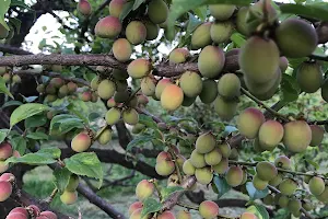 梅の里 山口農園 image