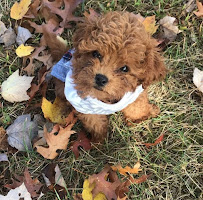 Autumn The Dog Trainer - Photo 5 - Car repair in Accokeek, MD, Waldorf