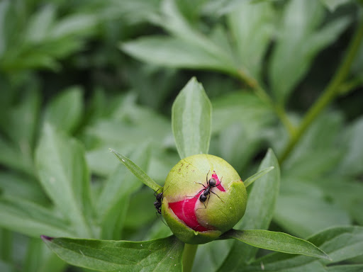 Nature Preserve «Kishwauketoe Nature Conservancy», reviews and photos, 251 Elkhorn Rd, Williams Bay, WI 53191, USA