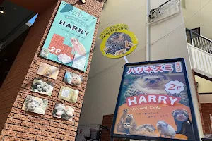 Hedgehog Cafe HARRY Yokohama image