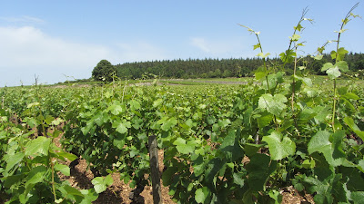 Domaine Jeannin-Naltet à Mercurey