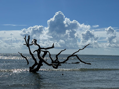 Little Hunting Island Boneyard Beach