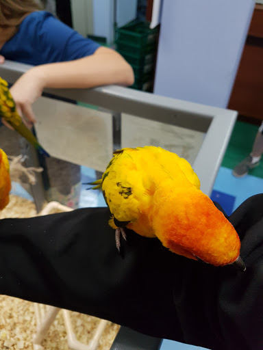 Pet Store «Petland Fairfax», reviews and photos, 9404 Main Street, Fairfax, VA 22031, USA