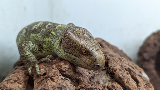 Pet Store «Zoo Creatures Pet Store», reviews and photos, 149 Plaistow Rd, Plaistow, NH 03865, USA