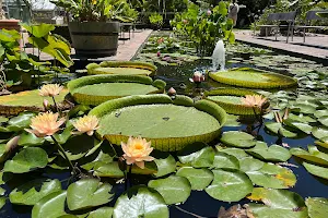 Stellenbosch University Botanical Garden image