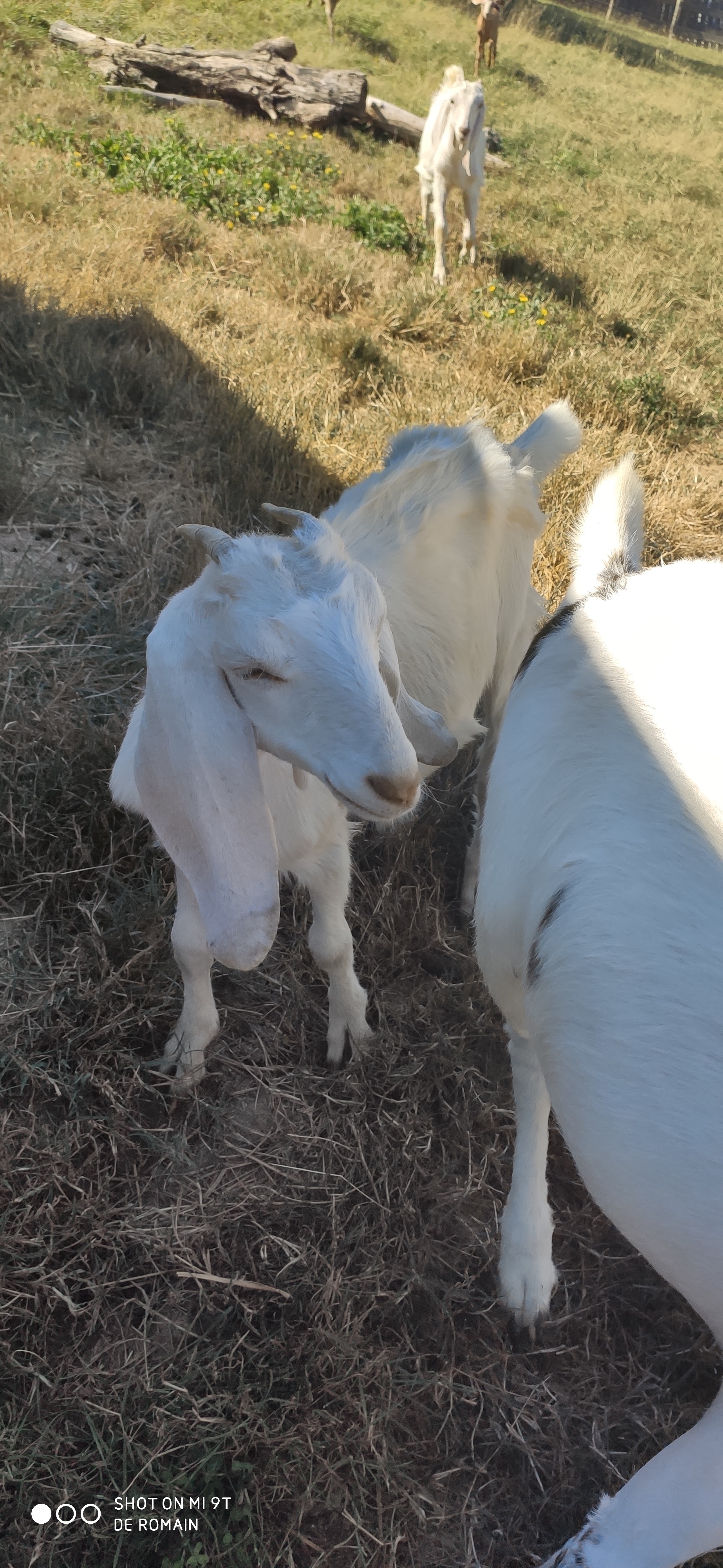 Photo n° 10 de l'avis de Romain.o fait le 12/07/2020 à 18:05