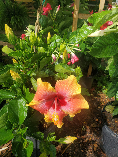 Produce Market «Country Store», reviews and photos, 490-498 S Main St, Jonesboro, GA 30236, USA