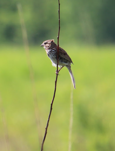 Nature Preserve «Arthur L. Janura Forest Preserve», reviews and photos, IL-58, Elgin, IL 60120, USA