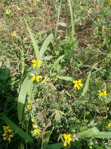 Nature Preserve «Marais Temps Clair Conservation Area», reviews and photos, 5134 Island Road, St Charles, MO 63301, USA