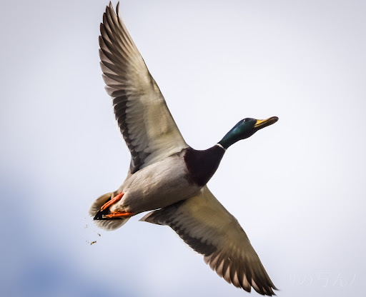 Nature Preserve «Wilson Springs Ponds», reviews and photos, 3209-3507 S Powerline Rd, Nampa, ID 83686, USA