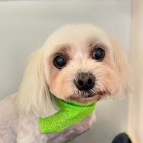 Brianna's Pet Daycare & Grooming - Photo 2 - Car repair in Hawthorne, CA, Torrance