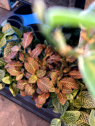 Florist «Blossoms Flower Shop», reviews and photos, 147 E Sailer Dr, San Mateo, CA 94403, USA