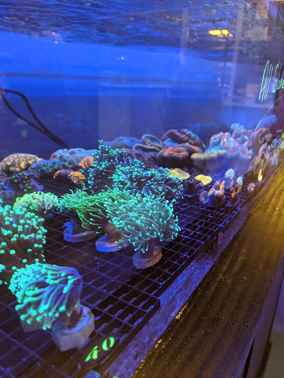 Jamrock Corals