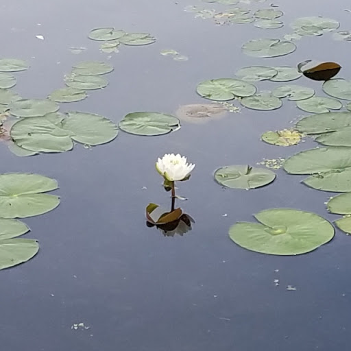 Zoo «Buttonwood Park Zoo», reviews and photos, 425 Hawthorn St, New Bedford, MA 02740, USA