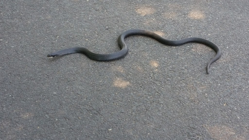 Golf Club «Metedeconk National Golf Club», reviews and photos, 50 Hannah Hill Rd, Jackson, NJ 08527, USA