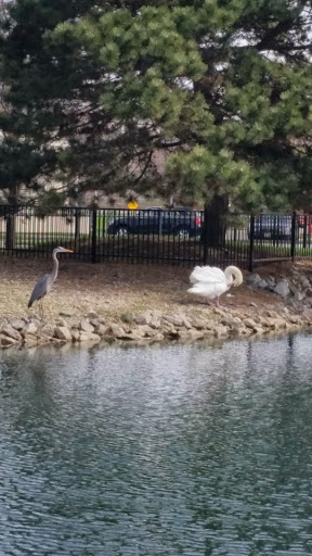 Coffee Shop «Starbucks», reviews and photos, 102 E Irving Park Rd, Itasca, IL 60143, USA