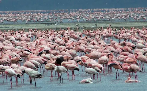 Lake Nakuru National Park image