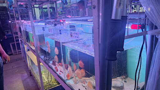 Top 2 cửa hàng cá kiểng Huyện A Lưới Thừa Thiên Huế 2022