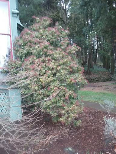 Museum «Shelton-McMurphey-Johnson House», reviews and photos, 303 Willamette St, Eugene, OR 97401, USA