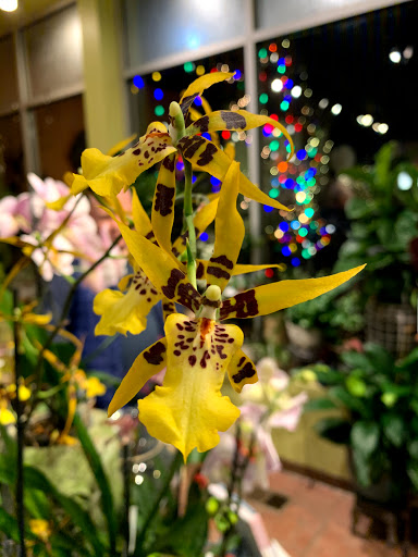 Gift Shop «Wild Flowers», reviews and photos, 1201 Madison St, Denver, CO 80206, USA