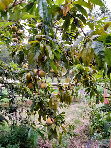 Bante Granja Orgánica - Gualaceo