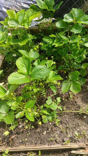 Supermarket «Mt Clemens farmers Market», reviews and photos, 135 N River Rd, Mt Clemens, MI 48043, USA