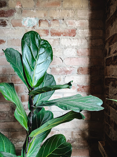 Coffee Shop «Exchange Company Coffee Bar & Bake Shop», reviews and photos, 110 S Main St, Simpsonville, SC 29681, USA