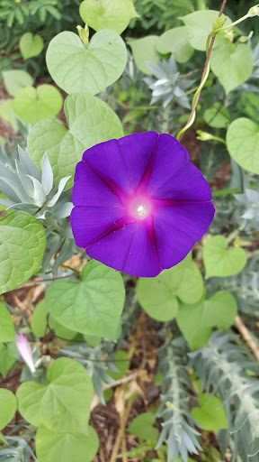 Auto Repair Shop «Juke Auto», reviews and photos, 924 Shady Ln, Austin, TX 78702, USA