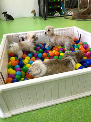 Pet Groomer «The Pet Set - Buckhead», reviews and photos, 2480 Briarcliff Rd NE #3, Atlanta, GA 30329, USA