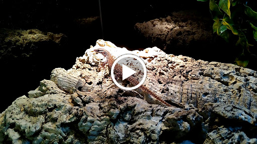 Pet Store «Gills And Thrills Pet Shop», reviews and photos, 204 E 8th St, Lockport, IL 60441, USA