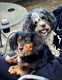 Mann's Best Friend Pet Sitting - Photo 4 - Car repair in Greenville, SC, Greenville