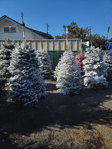 Sal's Christmas Trees